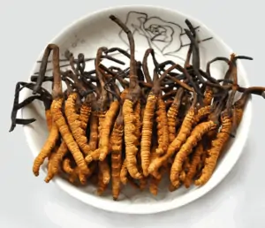 Đông trùng hạ thảo nguyên con tây Tạng
