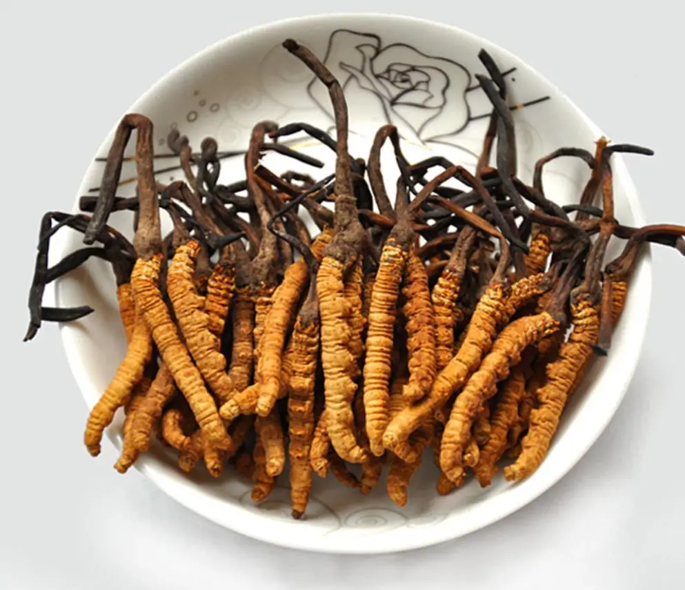 Đông trùng hạ thảo nguyên con tây Tạng Đông trùng hạ thảo nguyên con tây Tạng