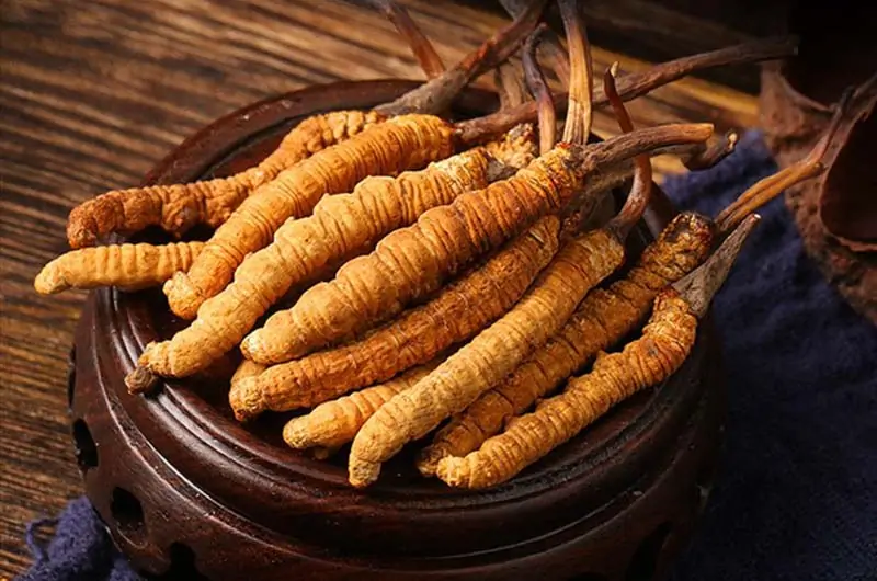 Đông trùng hạ thảo tự nhiên nguyên con Đông trùng hạ thảo tự nhiên nguyên con