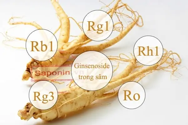 Những tác dụng của Saponin trong Nhân Sâm